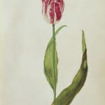 Rob and Nick Carter, Black Tulip, 2024