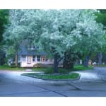 Rinko Kawauchi, Untitled, [looking into a glass] From the series "Murmuration", 2010