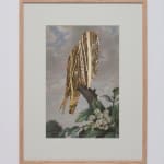 Wendy McMurdo RSA, Lost Birds (i)