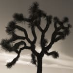 Ruben van Schalm, The Shape of Dreams