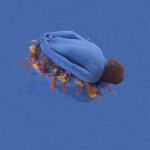 Cecilia Paredes, Lago Titicaca (Highland Lake), 2007