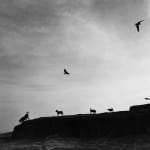 Graciela Iturbide, Dolores Hidalgo, Guanajuato, Mexico, 1978