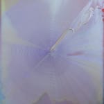 Joseph Drapell, Star Queen, 2001