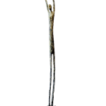 Robin Horsch, Untitled, 2011