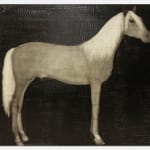 Joe Andoe, Portrait of a Horse, 2000