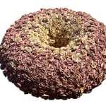 Vibhuti Kakdiya, Rupantaran : Beyond the Nature