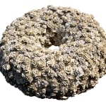 Saiyukta Chauhan, Garden of countless flowers