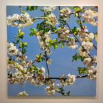 Jan de Vliegher, Roses 26, 2022