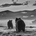 David Yarrow, Wild Horses