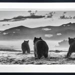 David Yarrow, Wild Horses