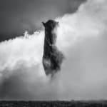 David Yarrow, Wet Wet Wet
