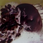 Izabela Pluta, Coral Study, 2025