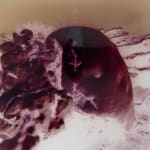 Izabela Pluta, Coral Study, 2025