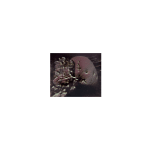 Izabela Pluta, Coral Study, 2025