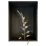 Sophie Carnell, Conospermum hookeri / Tasmanian smokebush, 2023
