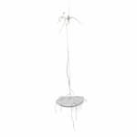 Sophie Carnell, Caladenia filamentosa / Daddy-long-legs, 2023