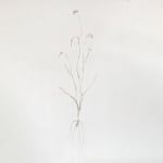 Angela Valamanesh, Birds and bees 20, (Wattle with Butterfly), 2024
