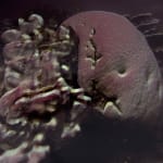 Izabela Pluta, Coral Study, 2025