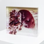 Izabela Pluta, Coral Study, 2025