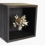 Sophie Carnell, Conospermum hookeri / Tasmanian smokebush, 2023