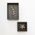 Sophie Carnell, Conospermum hookeri / Tasmanian smokebush, 2023