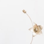 Sophie Carnell, Wahlenbergia stricta/Tall bluebell, 2025