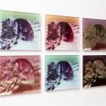 Izabela Pluta, Coral Study, 2025