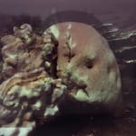 Izabela Pluta, Coral Study, 2025