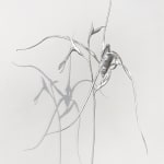 Sophie Carnell, Caladenia filamentosa / Daddy-long-legs, 2023