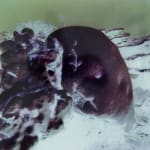 Izabela Pluta, Coral Study, 2025