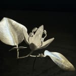 Sophie Carnell, Parietaria debilis / Shade pellitory, 2023