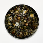 Sophie Carnell, Thelymitra rubra / Salmon Sun Orchid, 2025