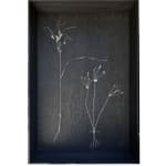 Sophie Carnell, Conospermum hookeri / Tasmanian smokebush, 2023