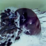 Izabela Pluta, Coral Study, 2025