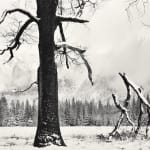 John Sexton, Black Oak, Fallen Branches, 1984
