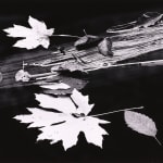 Thomas Harding, Sunset, Louisiana Gulf Coast, c. 1983