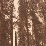 George Banfield (Attr.), Trees, Yosemite, c. 1919