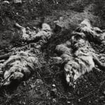 Frederick Sommer, Dead Coyotes, 1941