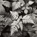 Ansel Adams, Leaves, Mt. Rainier, 1942