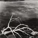 Ansel Adams, White Branches, Mono Lake, CA, 1947
