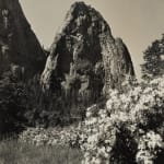 Ansel Adams, Cathedral Rock with Flowers, Yosemite, c. 1930s