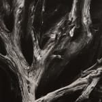 Ansel Adams, Sequoia Roots, 1950