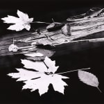 Thomas Harding, Sunset, Louisiana Gulf Coast, c. 1983