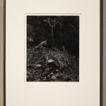 Edward Weston, Cypress, Rock, Stone Crop, 1930