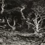 Edward Weston, Cypress, Point Lobos, 1940