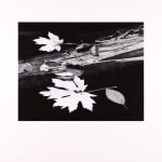 Thomas Harding, Sunset, Louisiana Gulf Coast, c. 1983