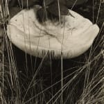 Paul Strand, Toadstool and Grasses, Georgetown, Maine, 1928