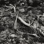 Brett Weston, Tree Roots and Succulents, Point Lobos, 1951