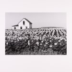 Henry Gilpin, Sunflowers, North Dakota, 1981