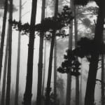 Brett Weston, Pines in Fog, Monterey, CA, 1962
